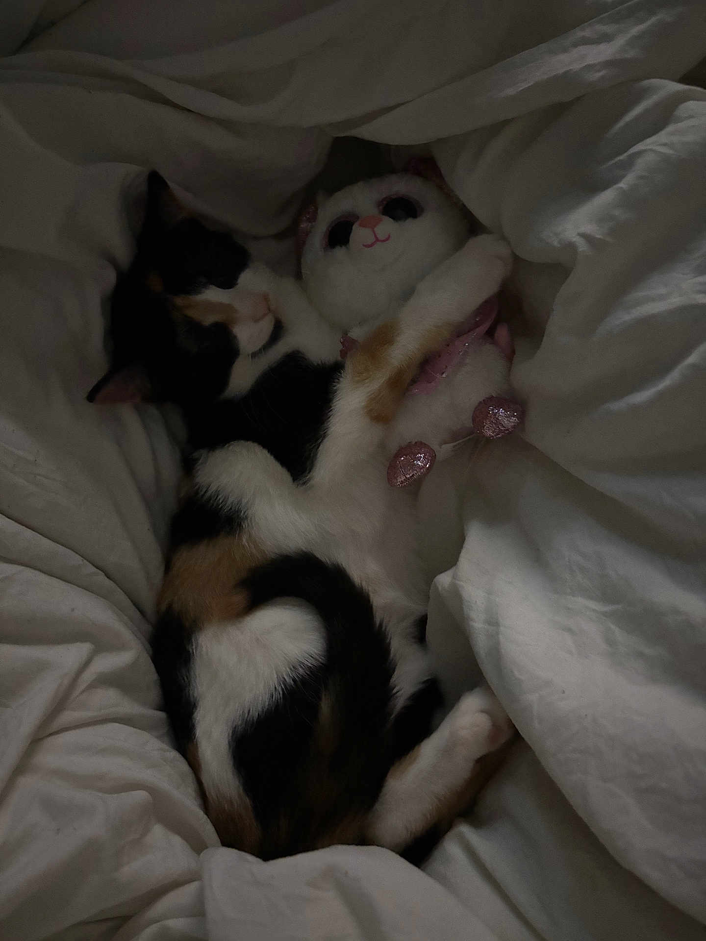 Eloise is registered to the contest to win money with this photo: cat, calico_cat, plush_toy, bed, blanket, white_blanket, sleeping, cozy, indoor, feline, snuggling, cute, soft_toy, resting, pet, animal, fur, comfort, cuddling, relaxation