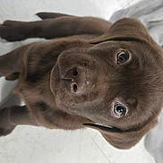 Choco participe au concours pour gagner de l'argent avec cette photo : puppy, dog, brown_fur, close_up, floor, pet, animal, cute, looking_up, indoor, young_dog, tile_floor, canine, adorable, mammal, domestic_animal, fur, snout, ears, eyes