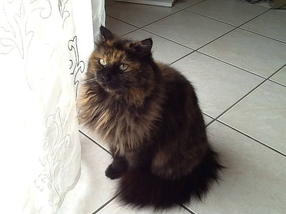 Jessie a rejoint le concours — aidez-le/la à gagner de superbes lots ! black_cat, british_longhair, carnivore, cat, claw, felidae, flooring, fur, grey, maine_coon, monochrome_photography, paw, road_surface, shadow, small_to_medium_sized_cats, snout, tail, terrestrial_animal, tile_flooring, whiskers