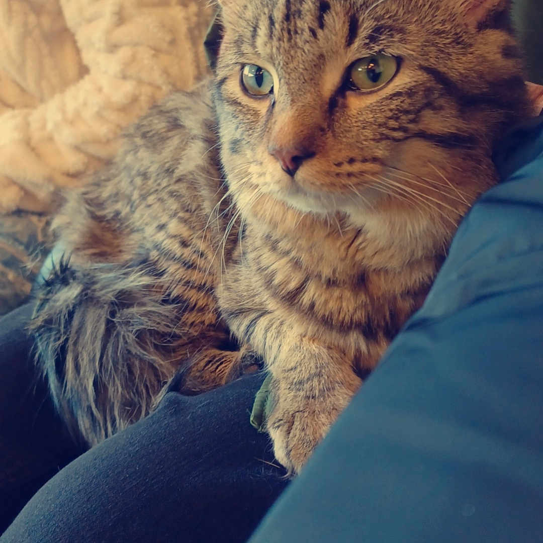 Roxas joined the competition — help win amazing prizes! abyssinian, animal, architecture, armchair, blanket, building, cat, chair, couch, cushion, furniture, homedecor, indoors, kitten, livingroom, manx, person, pet, room, sleeping