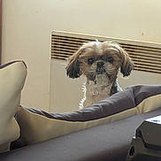 Ity participe au concours pour gagner de l'argent avec cette photo : dog, small_dog, indoor, couch, cushion, pet, curious, fur, face, home, heater, furniture, brown, white, cute, animal, looking, domestic, companion, cozy