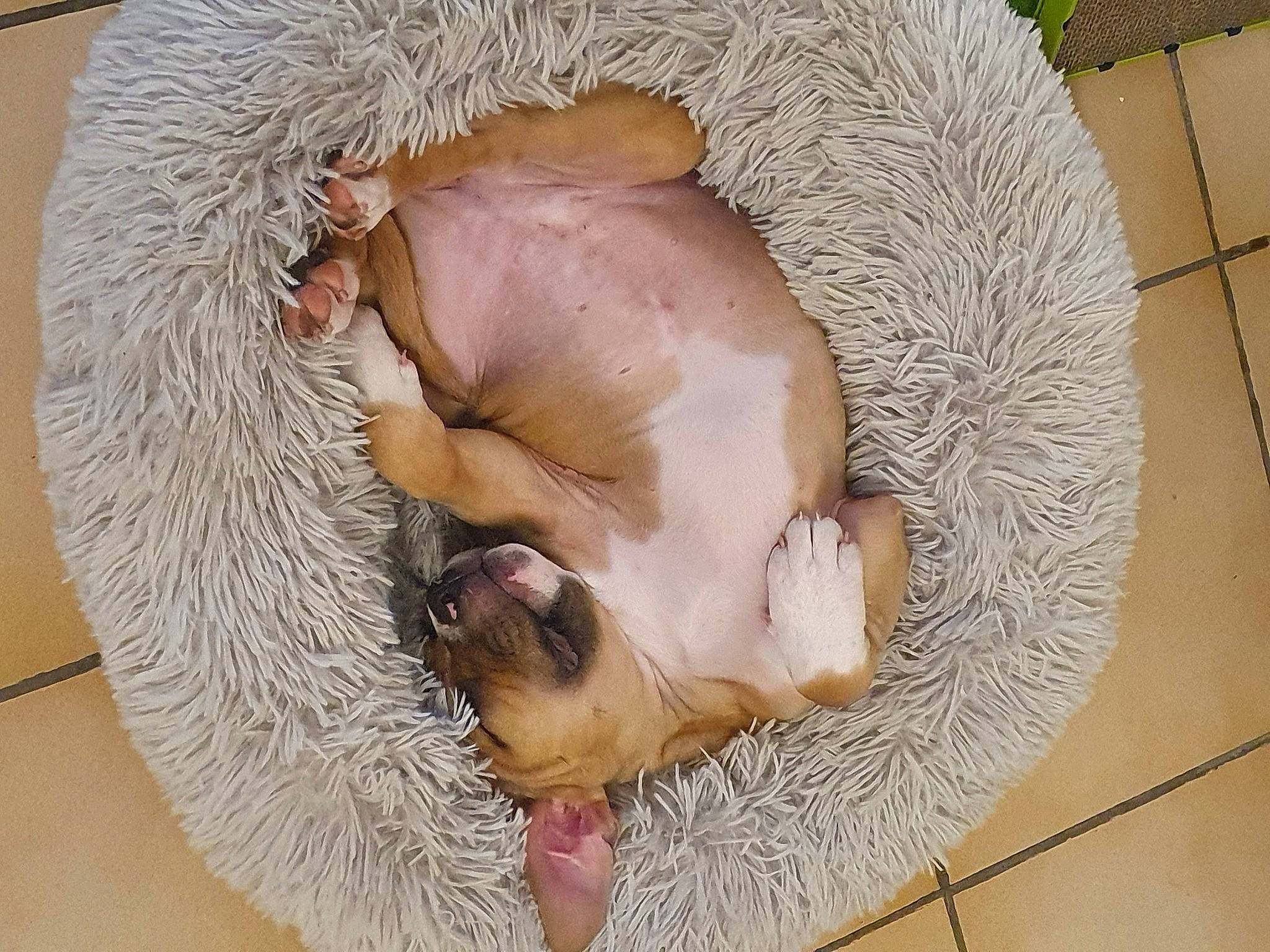 Tina a rejoint le concours — aidez-le/la à gagner de superbes lots ! beard, carnivore, comfort, companion_dog, dog_breed, ear, fawn, felidae, flooring, fur, head, jaw, linens, mammal, small_to_medium_sized_cats, snout, sporting_group, tail, whiskers, wood