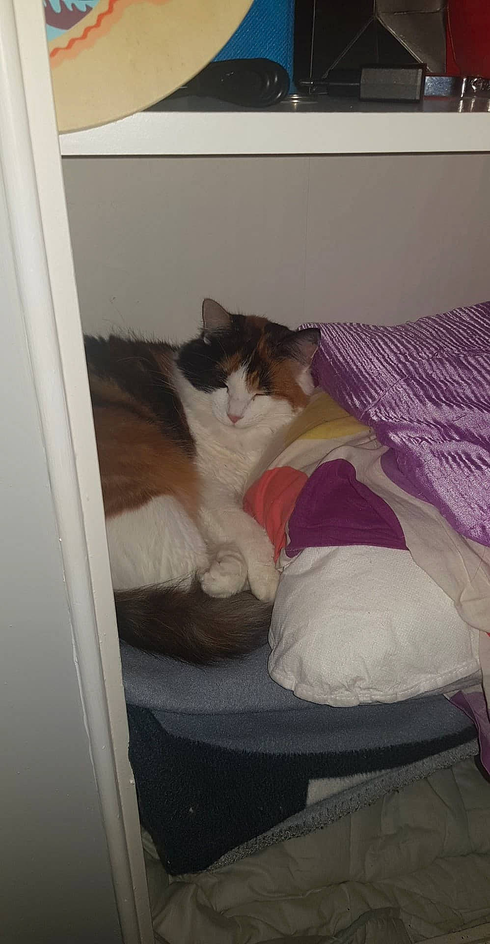 Fanta participe au concours pour gagner de l'argent avec cette photo : bed, bedding, carnivore, cat, comfort, companion_dog, couch, fawn, felidae, flooring, fur, hardwood, linens, room, small_to_medium_sized_cats, stairs, tail, textile, whiskers, wood