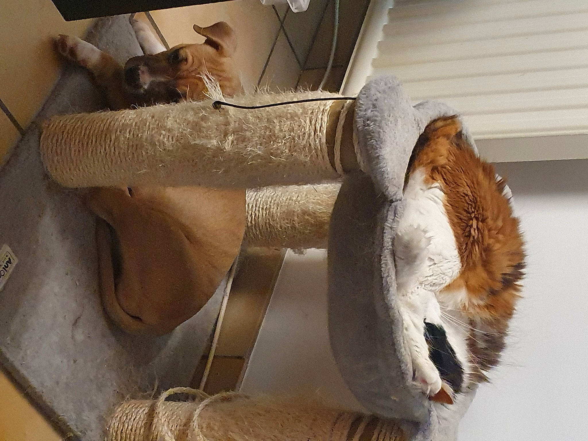 Fanta a rejoint le concours — aidez-le/la à gagner de superbes lots ! box, carnivore, cat_supply, comfort, domestic_short_haired_cat, fawn, felidae, fur, hardwood, natural_material, pet_supply, plywood, room, shipping_box, small_to_medium_sized_cats, tail, terrestrial_animal, whiskers, window, wood