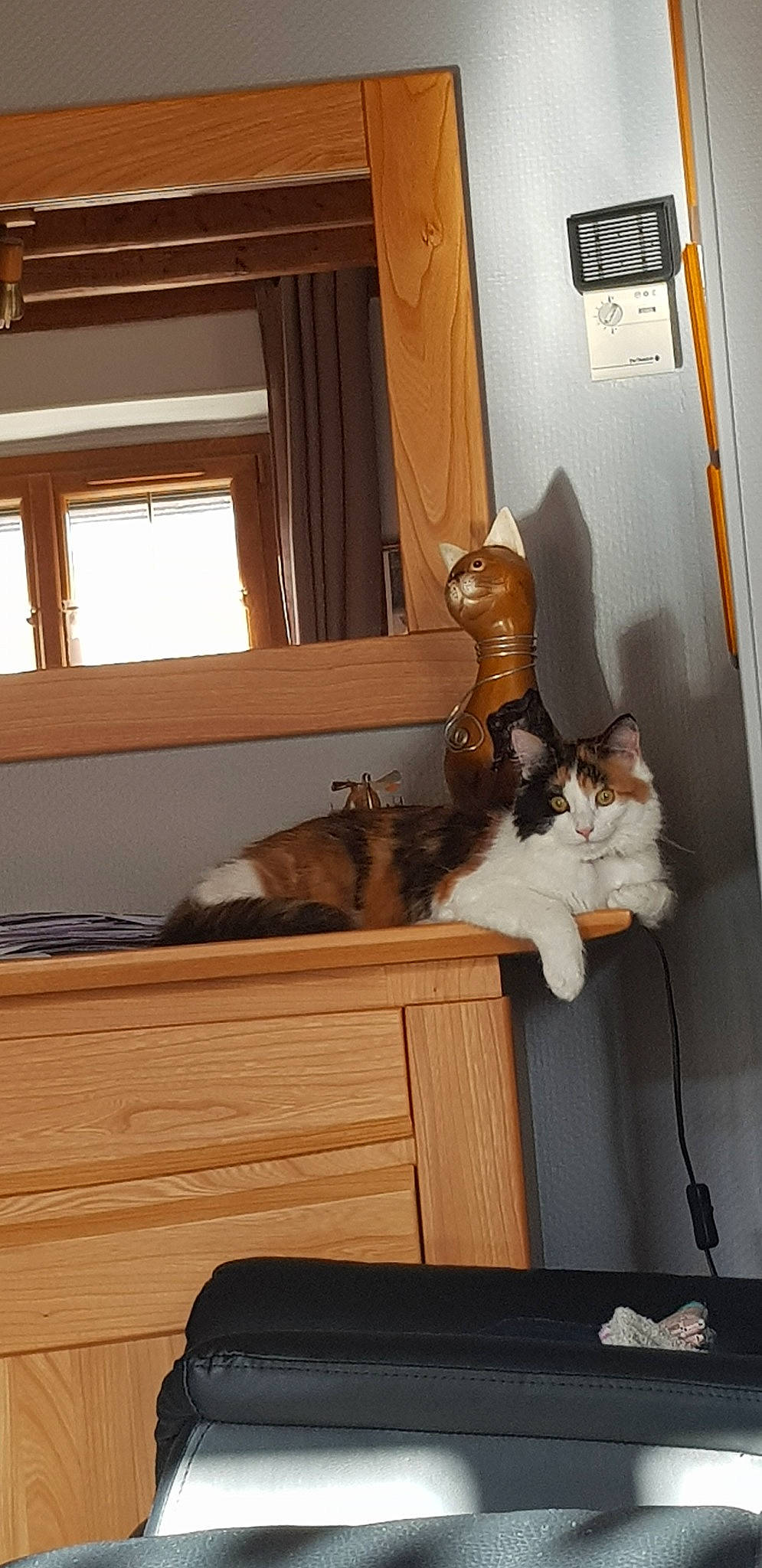 Fanta participe au concours pour gagner de l'argent avec cette photo : carnivore, cat, felidae, hardwood, room, small_to_medium_sized_cats, whiskers, window, wood