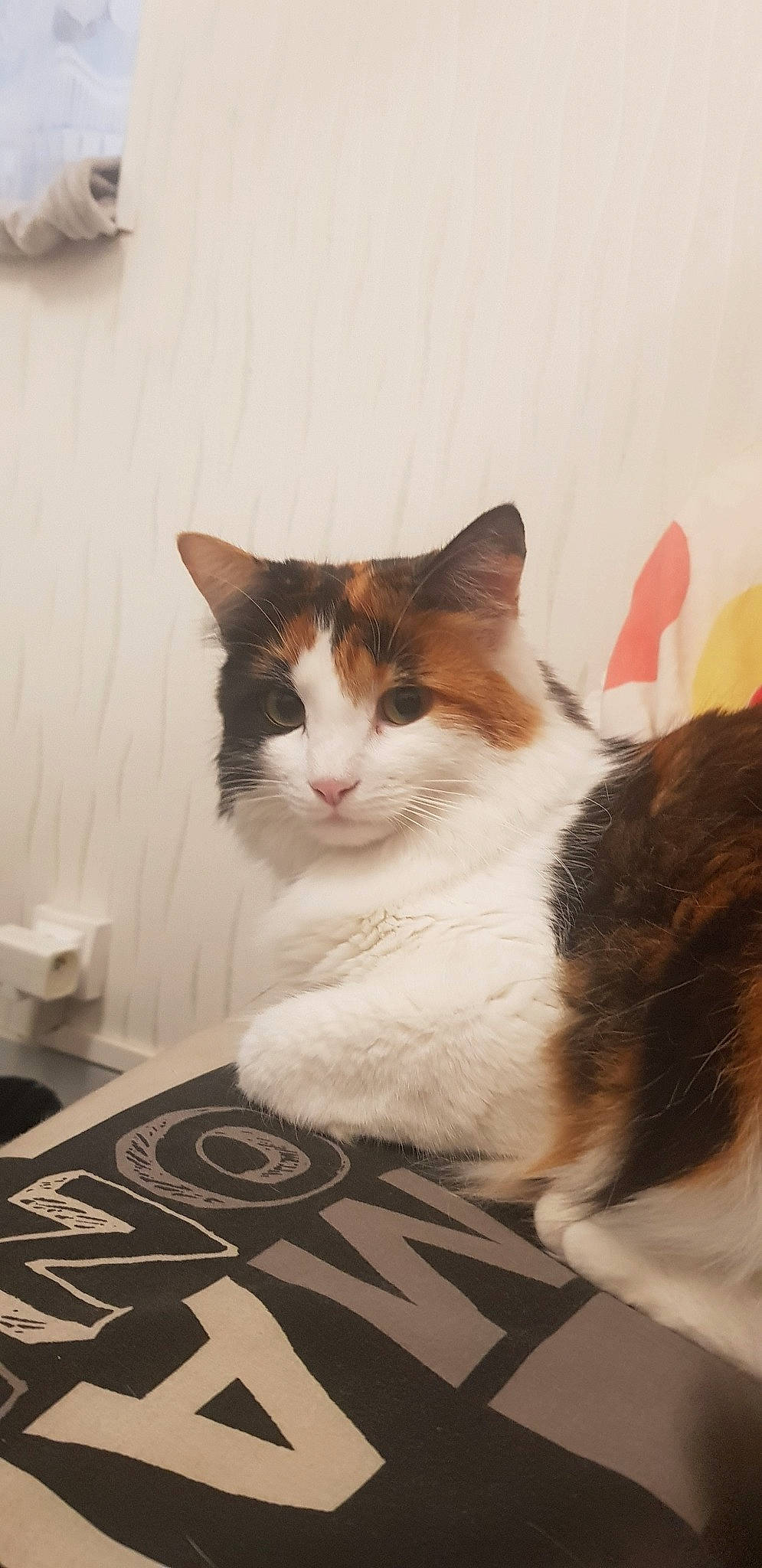 Fanta a rejoint le concours — aidez-le/la à gagner de superbes lots ! aegean_cat, american_wirehair, carnivore, cat, domestic_short_haired_cat, european_shorthair, felidae, fur, kitten, mammal, norwegian_forest_cat, ragamuffin, small_to_medium_sized_cats, turkish_van, whiskers