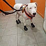 dog, white_dog, indoor, floor, tiled_floor, boots, dog_boots, harness, orange_harness, leash, brown_patch, pet, animal, standing, four_legs, canine, smiling, domestic_animal, wall, door