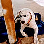 dog, white_dog, sunglasses, collar, blanket, outdoor, concrete, pole, rust, shade, pet, animal, relaxed, sunny, canine, accessory, resting, summer, casual, cute