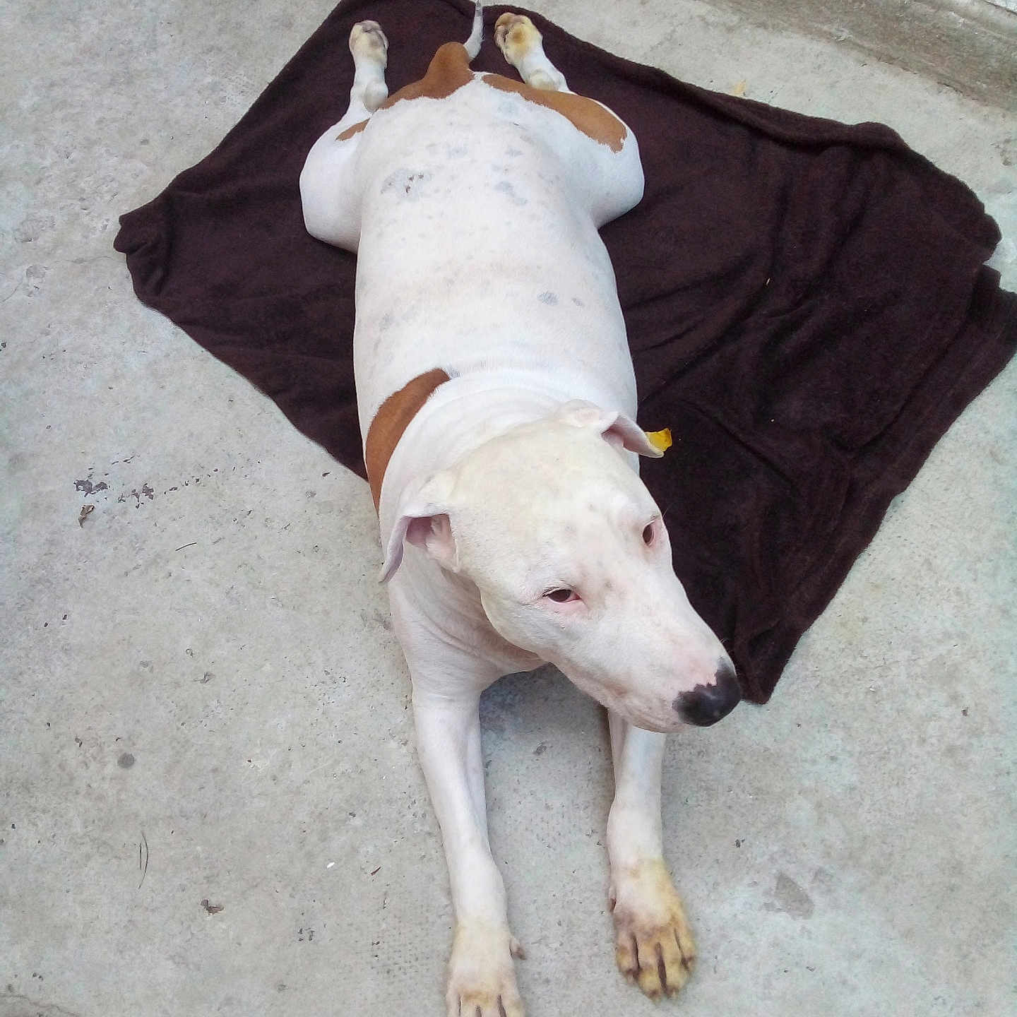 Pablo a rejoint le concours — aidez-le/la à gagner de superbes lots ! animal, brown, calm, canine, concrete_floor, dog, ear, fur, lying_down, muzzle, outdoor, paw, pet, quiet, relaxed, resting, snout, spot, towel, white