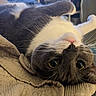Mia joined the competition — help win amazing prizes! cat, black_and_white, pet, animal, upside_down, lying_down, cozy, blanket, bed, indoors, close_up, whiskers, eyes, nose, fur, relaxed, playful, portrait, home, sleeping_area