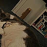 cat, sleeping, gray_cat, white_cat, belly_up, indoor, bed, relaxed, resting, furry, pet, animal, whiskers, paws, closed_eyes, cozy, shelf, books, bottles, low_light