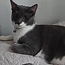 Mia joined the competition — help win amazing prizes! cat, gray_cat, white_cat, tuxedo_cat, pet, animal, feline, lying_down, relaxed, bed, quilt, bedroom, indoors, collar, bell, whiskers, ears, tail, portrait, cozy