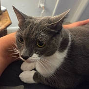 Mia is registered to the contest to win money with this photo: cat, gray_cat, white_paws, tuxedo_cat, pet, feline, whiskers, ears, eyes, animal, close_up, portrait, indoor, lap, relaxed, sitting, fur, black_and_white, home, cute