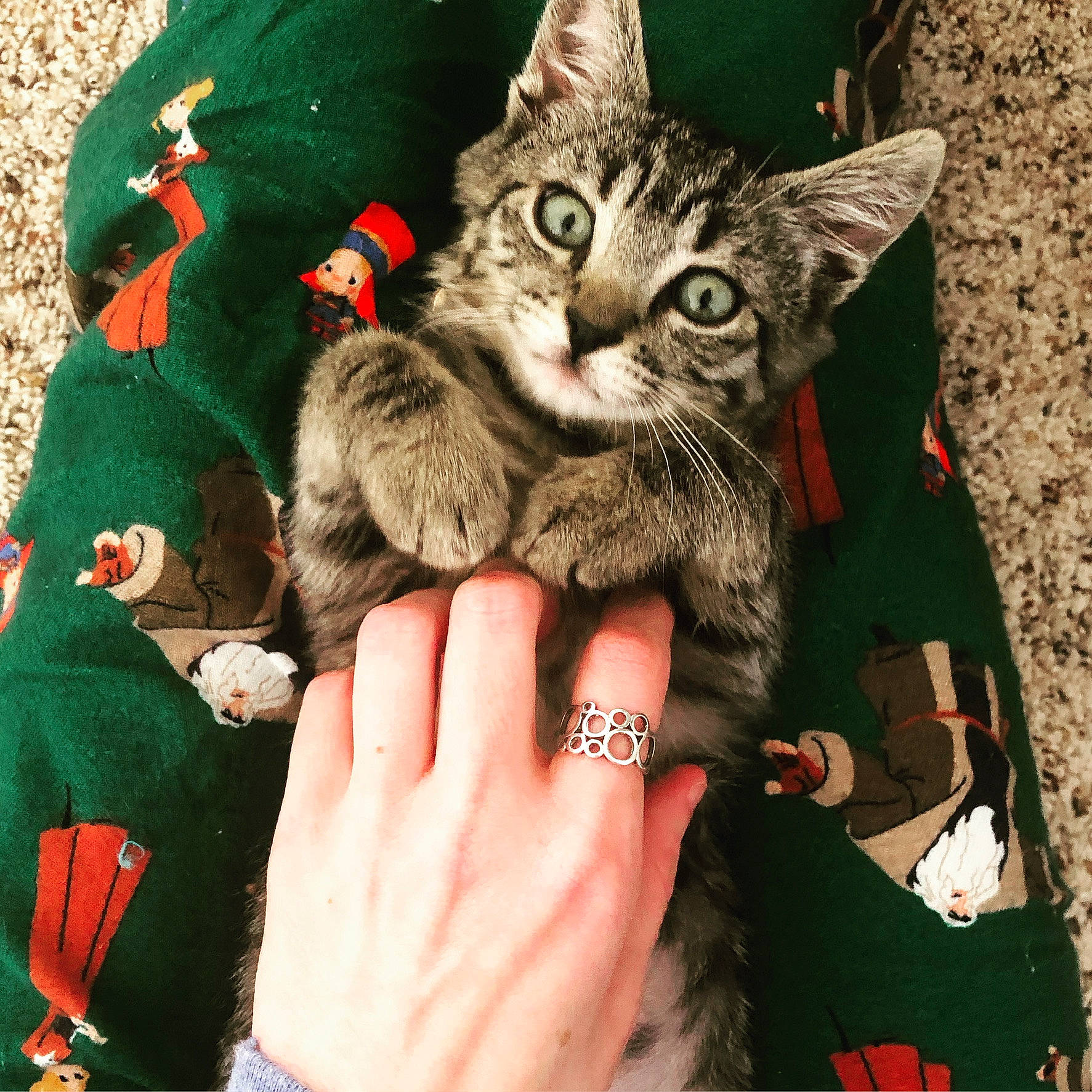 Totoro is registered to the contest to win money with this photo: american_shorthair, asian, california_spangled, carnivore, cat, claw, domestic_short_haired_cat, dragon_li, european_shorthair, felidae, fur, gesture, hand, kitten, nail, pixie_bob, small_to_medium_sized_cats, tabby_cat, whiskers, wild_cat