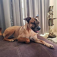 Mia joined the competition — help win amazing prizes! animal, brown_dog, curtains, cushion, decor, dog, ears_up, egyptian_statue, floor, furniture, home, indoor, light, living_room, pet_hair, quiet, relaxed, resting, statue, tongue_out