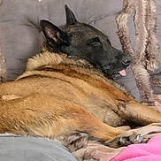 öterreich participe au concours pour gagner de l'argent avec cette photo : dog, sleeping, bed, blanket, cozy, tongue_out, fur, resting, indoors, comfort, pillow, canine, pet, relaxation, cute, furry, animal, snuggled, warm, napping