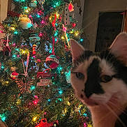 Sassy joined the competition — help win amazing prizes! black_and_white_cat, cat, celebration, christmas_lights, christmas_tree, closeup, cozy, decorations, feline, festive, holiday, holiday_decor, indoor, lights, merry_christmas_sign, night, ornaments, pet, red_truck_ornament, tree