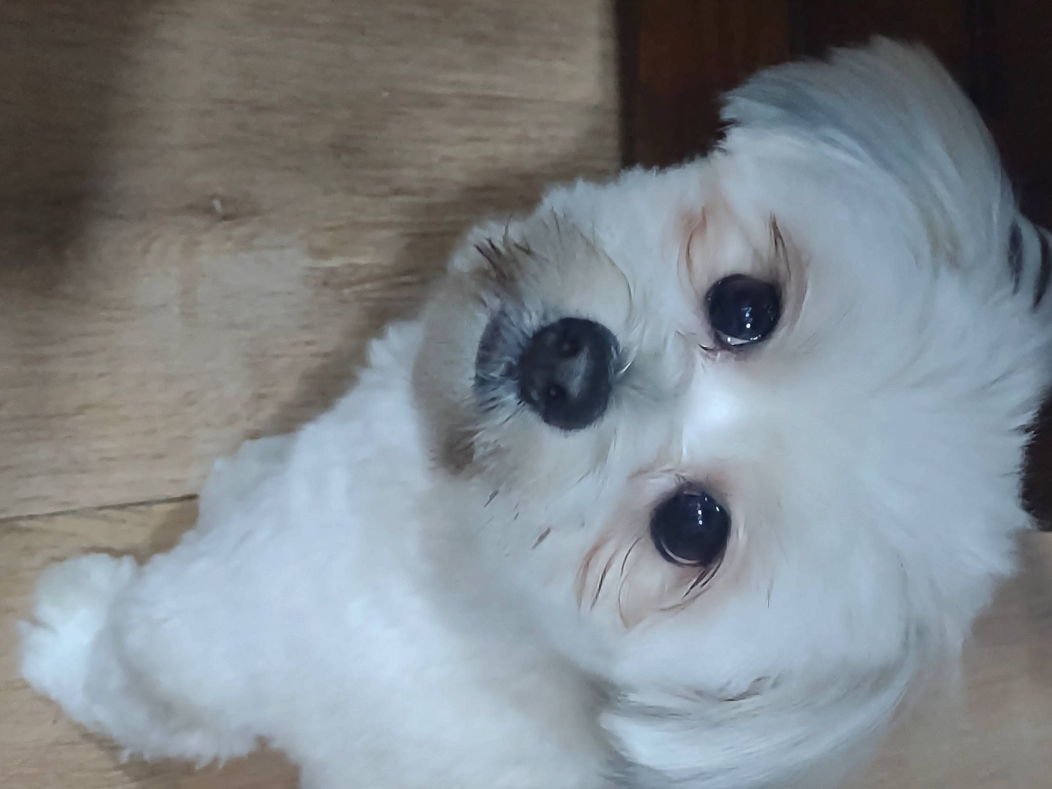 Leo is registered to the contest to win money with this photo: canidae, carnivore, companion_dog, dog, dog_breed, eye, fawn, fur, hardwood, mal_shi, maltepoo, small_terrier, snout, sporting_group, terrestrial_animal, terrier, toy_dog, whiskers, wood, working_animal