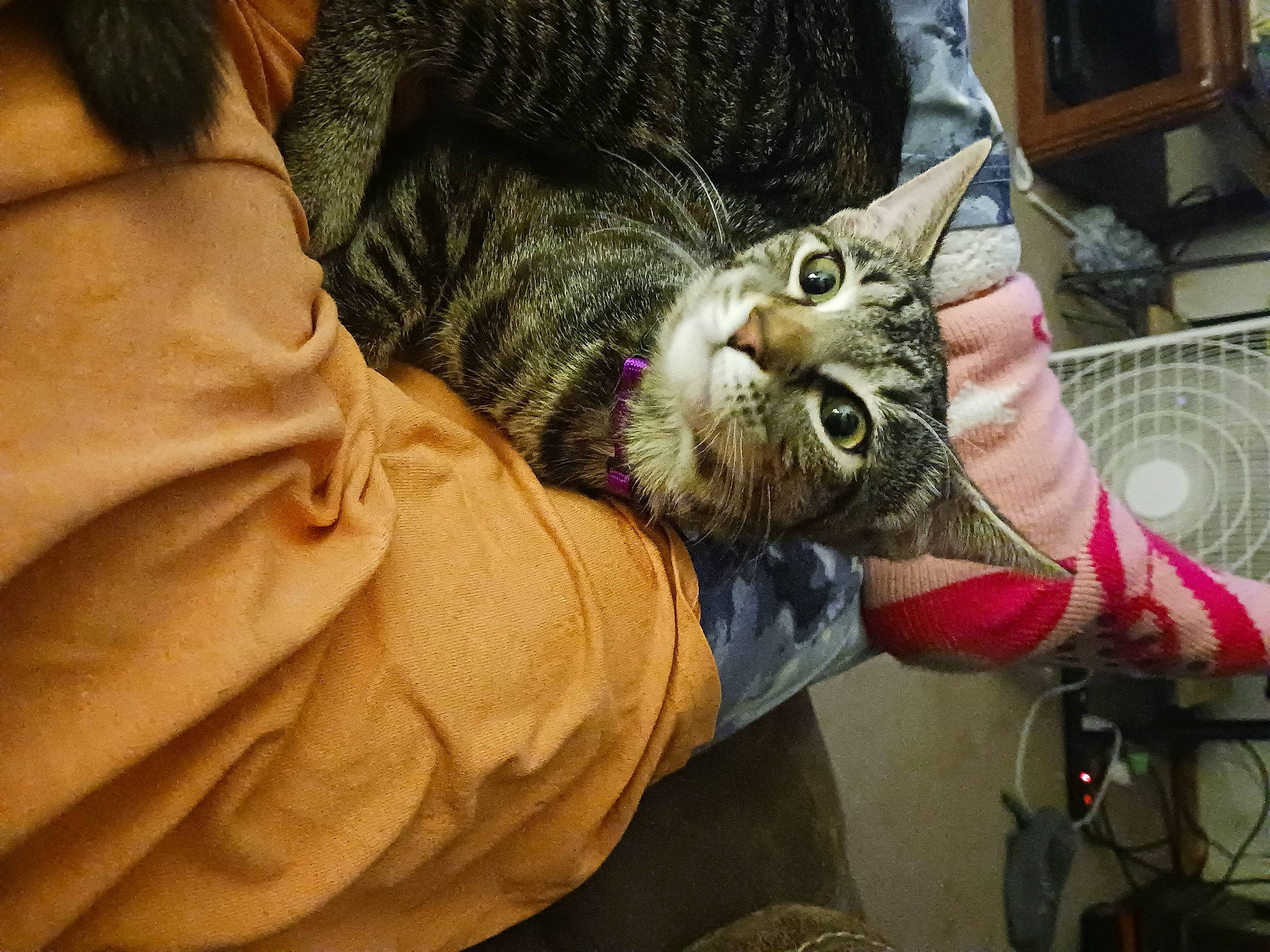 Hazel is registered to the contest to win money with this photo: carnivore, cat, claw, comfort, domestic_short_haired_cat, ear, felidae, fur, nail, safety_glove, small_to_medium_sized_cats, whiskers, wrist