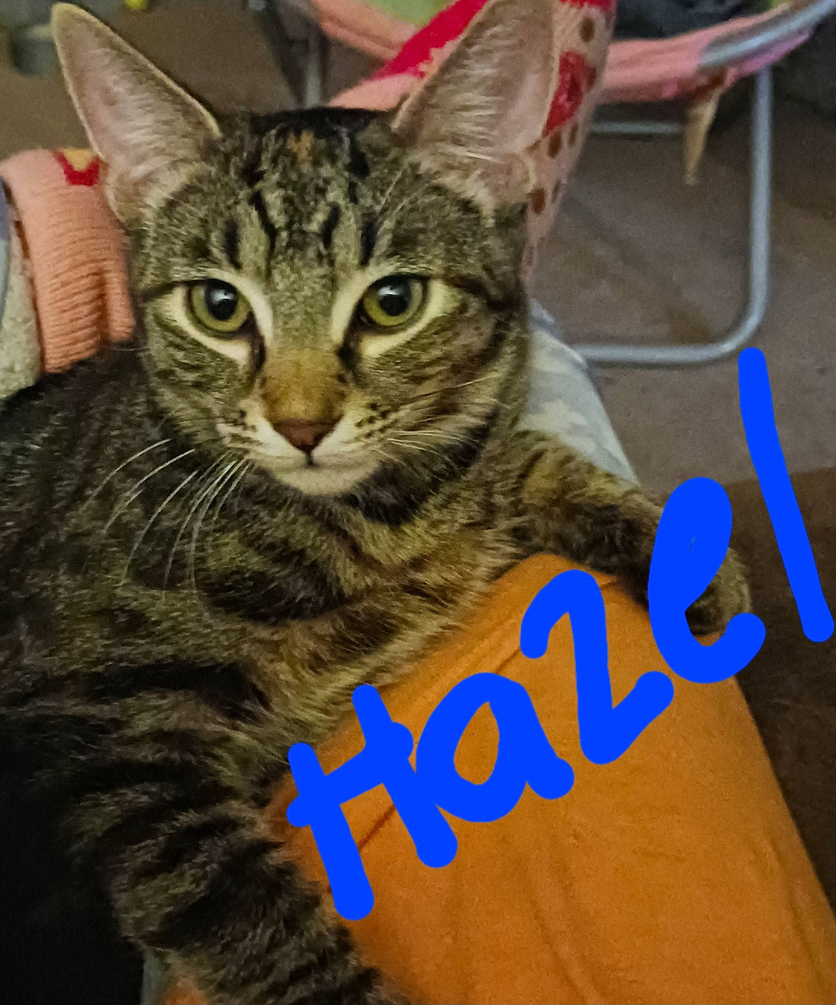 Hazel is registered to the contest to win money with this photo: carnivore, cat, domestic_short_haired_cat, electric_blue, felidae, font, fur, paw, photo_caption, sitting, small_to_medium_sized_cats, snout, terrestrial_animal, whiskers
