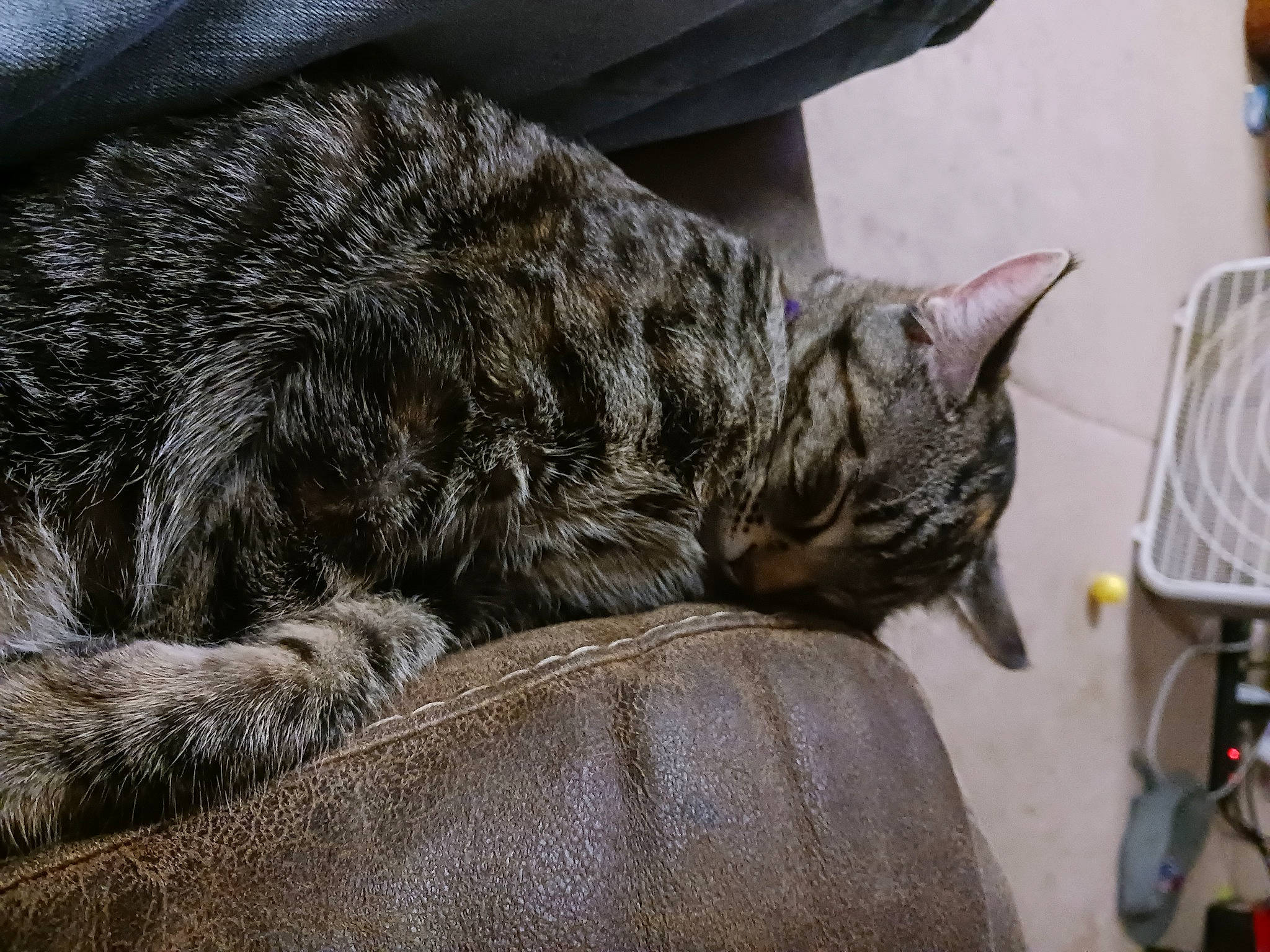 Hazel joined the competition — help win amazing prizes! carnivore, cat, claw, comfort, domestic_short_haired_cat, felidae, fur, grey, kitchen_utensil, mammal, nap, sleep, small_to_medium_sized_cats, snout, tail, terrestrial_animal, vertebrate, whiskers