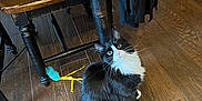 Bonnie is registered to the contest to win money with this photo: cat, tuxedo_cat, black_and_white, fluffy_fur, whiskers, tail, hardwood_floor, wooden_chair, table_leg, jacket, toy_mouse, yellow_ribbon, sitting, looking_up, indoor, pet, curious, paws, furniture, natural_light