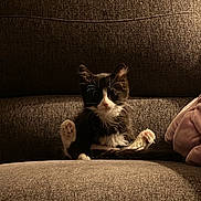 Bonnie is registered to the contest to win money with this photo: cat, kitten, tuxedo_cat, pet, paws, whiskers, couch, sofa, upholstery, indoor, low_light, cozy, sitting, looking_at_camera, black_and_white_fur, blanket, portrait, fur, ears, cute