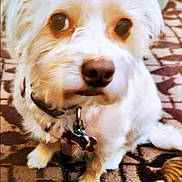 Bella joined the competition — help win amazing prizes! dog, white_dog, pet, fur, collar, bone_tag, carpet, indoor, curious, sitting, close_up, animal, cute, fluffy, domestic_animal, paw, looking_sideways, companion, friendly, household