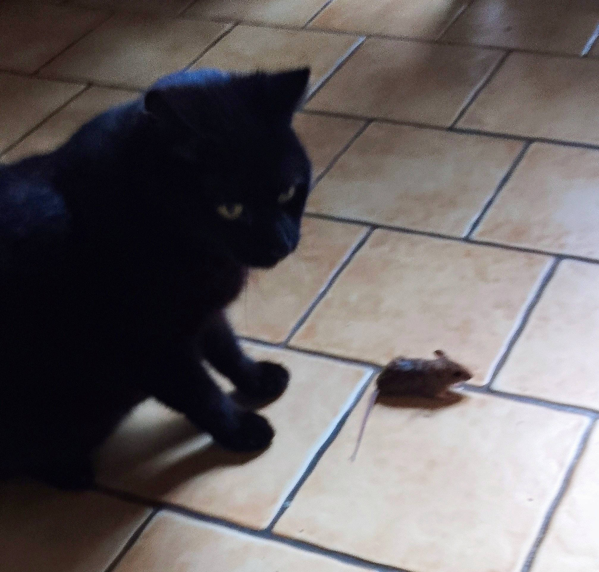 Choupi participe au concours pour gagner de l'argent avec cette photo : black_cat, bombay, carnivore, cat, claw, domestic_short_haired_cat, felidae, floor, flooring, fur, hardwood, human_leg, paw, small_to_medium_sized_cats, snout, tail, terrestrial_animal, tile_flooring, whiskers, wood