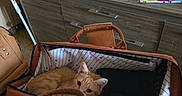 Asterix participe au concours pour gagner de l'argent avec cette photo : cat, orange_cat, travel_bag, indoor, furniture, dresser, clothing, curious, pet, orange, resting, cozy, bag_handle, photo_frame, artwork, household_items, storage_box, wooden_surface, indoor_lighting, domestic
