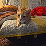 cat, orange_cat, bed, blanket, quilting, indoor, pet, animal, cute, curious, feline, ears, eyes, fur, resting, cozy, home, domestic_cat, patterned, warm_lighting