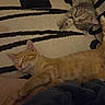 Asterix participe au concours pour gagner de l'argent avec cette photo : cat, orange_cat, gray_tabby, sleeping, resting, indoor, rug, striped_rug, phone, pet, feline, animal, cute, cozy, relaxation, domestic_animal, nap, whiskers, paws, fur