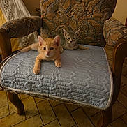 Asterix participe au concours pour gagner de l'argent avec cette photo : kitten, cat, chair, armchair, cushion, quilted, orange_cat, gray_cat, indoor, tiled_floor, pet, animal, feline, cute, relaxed, young, fur, whiskers, paws, resting