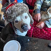 Odin is registered to the contest to win money with this photo: dog, hat, indoor, table, cup, person, blanket, small_dog, fur, clothing, hand, curious, looking_up, cluttered, camouflage, red_blanket, seated, domestic, pet, cozy