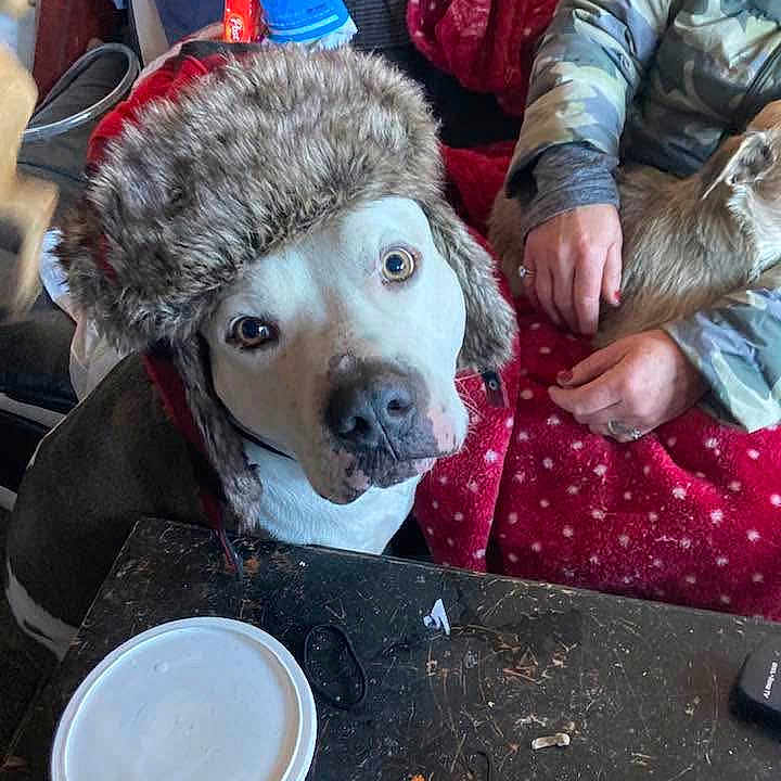Odin is registered to the contest to win money with this photo: dog, hat, indoor, table, cup, person, blanket, small_dog, fur, clothing, hand, curious, looking_up, cluttered, camouflage, red_blanket, seated, domestic, pet, cozy