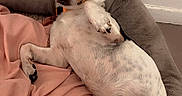 Gucci a rejoint le concours — aidez-le/la à gagner de superbes lots ! dog, pet, lying_down, bed, blanket, indoor, relaxed, cute, animal, sleepy, white, brown, black, fur, paw, nose, ear, cozy, resting, small_dog