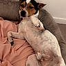 dog, pet, lying_down, bed, blanket, indoor, relaxed, cute, animal, sleepy, white, brown, black, fur, paw, nose, ear, cozy, resting, small_dog