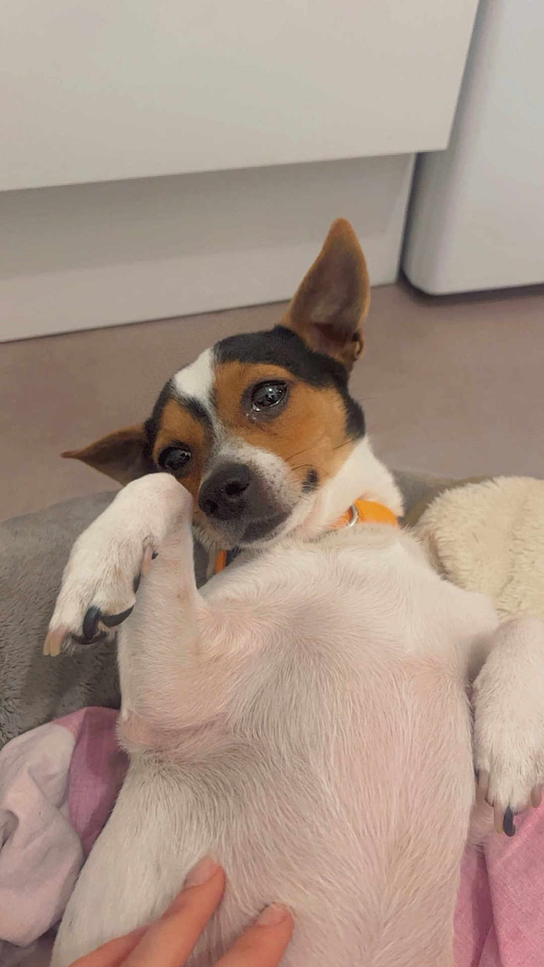 Gucci a rejoint le concours — aidez-le/la à gagner de superbes lots ! dog, small_dog, pet, indoor, lying_down, belly_up, paw, nails, collar, bed, blanket, human_hand, closeup, portrait, ears, eyes, nose, fur, cozy, home