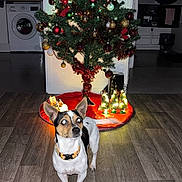 Gucci a rejoint le concours — aidez-le/la à gagner de superbes lots ! dog, christmas_tree, ornaments, lights, wooden_floor, indoor, washing_machine, holiday, decorations, pet, festive, small_dog, black_and_white_dog, ears_up, flooring, home, living_space, illumination, cabinet, tiled_floor