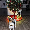 Gucci participe au concours pour gagner de l'argent avec cette photo : dog, small_dog, christmas_tree, christmas_lights, ornaments, christmas_decorations, wooden_floor, indoor, home_interior, washing_machine, kitchen, bathroom, holiday, festive, pet, collar, flash_reflection, curious, alert, decor
