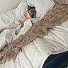Gucci participe au concours pour gagner de l'argent avec cette photo : dog, sleeping, bed, blanket, white, brown, cozy, resting, indoor, pet, canine, fur, collar, comfortable, nap, relaxed, pillow, domestic, animal, cute