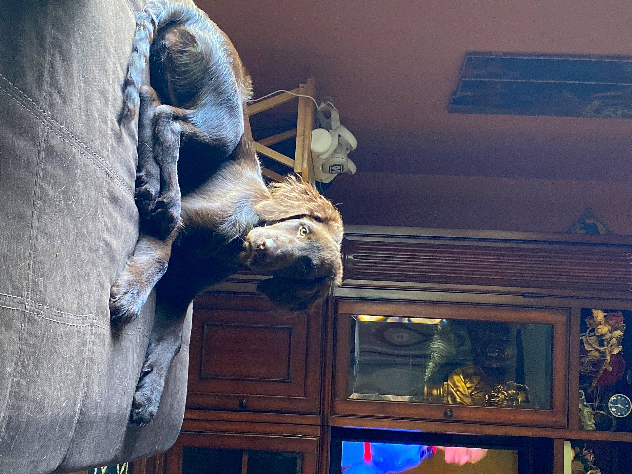 Remy is registered to the contest to win money with this photo: art, artifact, carving, ceiling, fur, house, jaw, lighting, metal, monument, room, sculpture, skeleton, space, statue, stone_carving, visual_arts, wall, wood, world