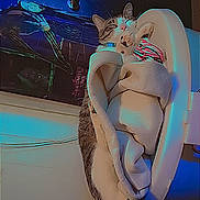 Prince is registered to the contest to win money with this photo: animal, blue_lighting, cat, chair, cozy, ears, face, feline, fur, furniture, home, indoor, pet, portrait, relaxed, sitting, sleepy, stretching, tail, whiskers