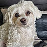 adorable, animal, blanket, companion, cozy, curious, curly_fur, cute, dog, domestic_animal, friendly, fur, fur_texture, indoor, looking_at_camera, pet, portrait, sitting, small_dog, white_dog