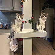 Frick And Frack joined the competition — help win amazing prizes! animal, cabinet, cat, counter, domestic, ears_up, feline, flower_garland, glass, indoor, kitchen, looking_at_camera, pet, pillar, sitting, tail, towel, two_cats, white_paint, wooden_floor