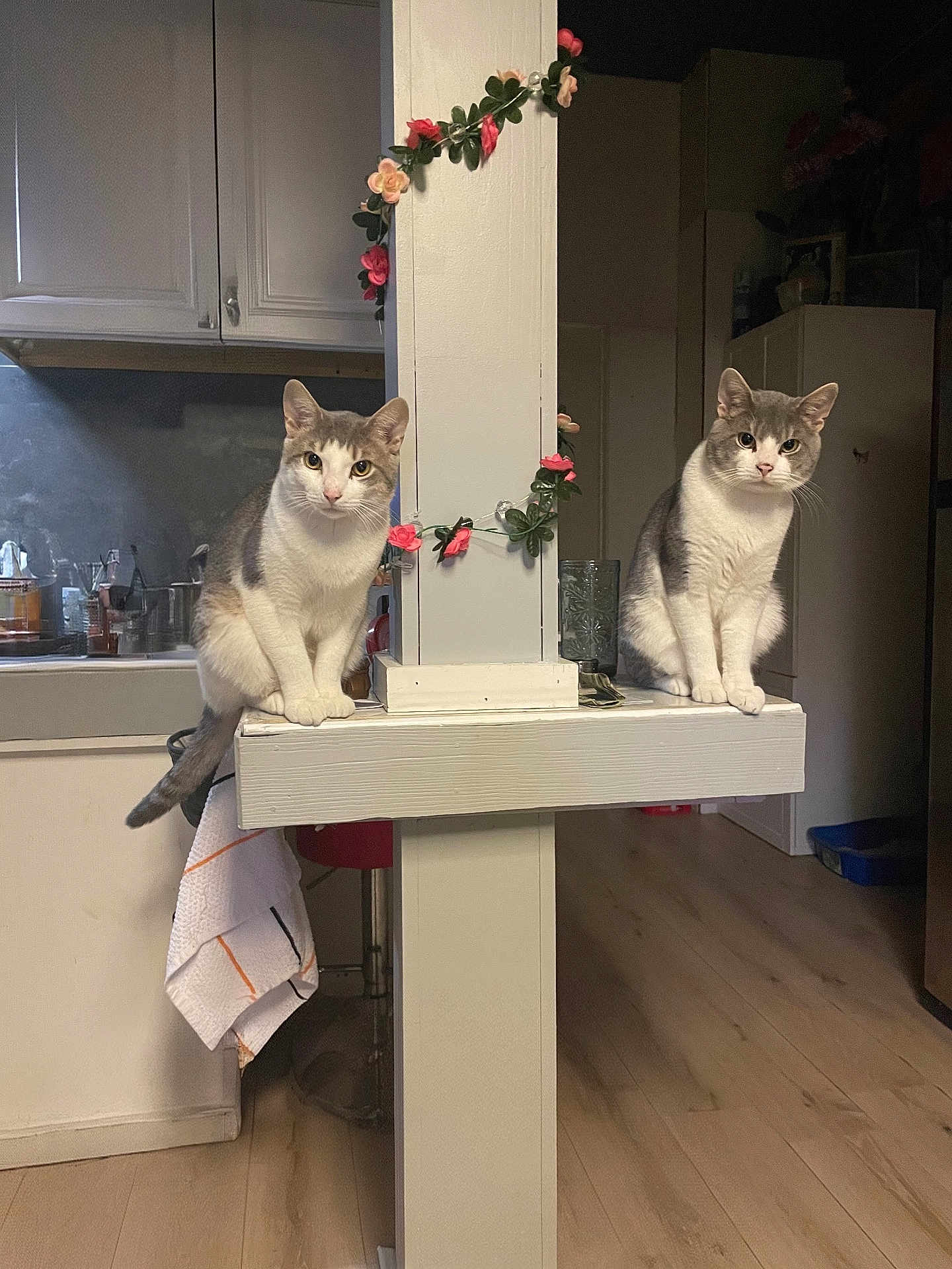Frick And Frack joined the competition — help win amazing prizes! animal, cabinet, cat, counter, domestic, ears_up, feline, flower_garland, glass, indoor, kitchen, looking_at_camera, pet, pillar, sitting, tail, towel, two_cats, white_paint, wooden_floor