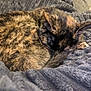 abyssinian, animal, bed, blanket, brasssection, cat, clothing, couch, cushion, fur, furniture, homedecor, horn, kitten, manx, musicalinstrument, person, pet, quilt, sleeping