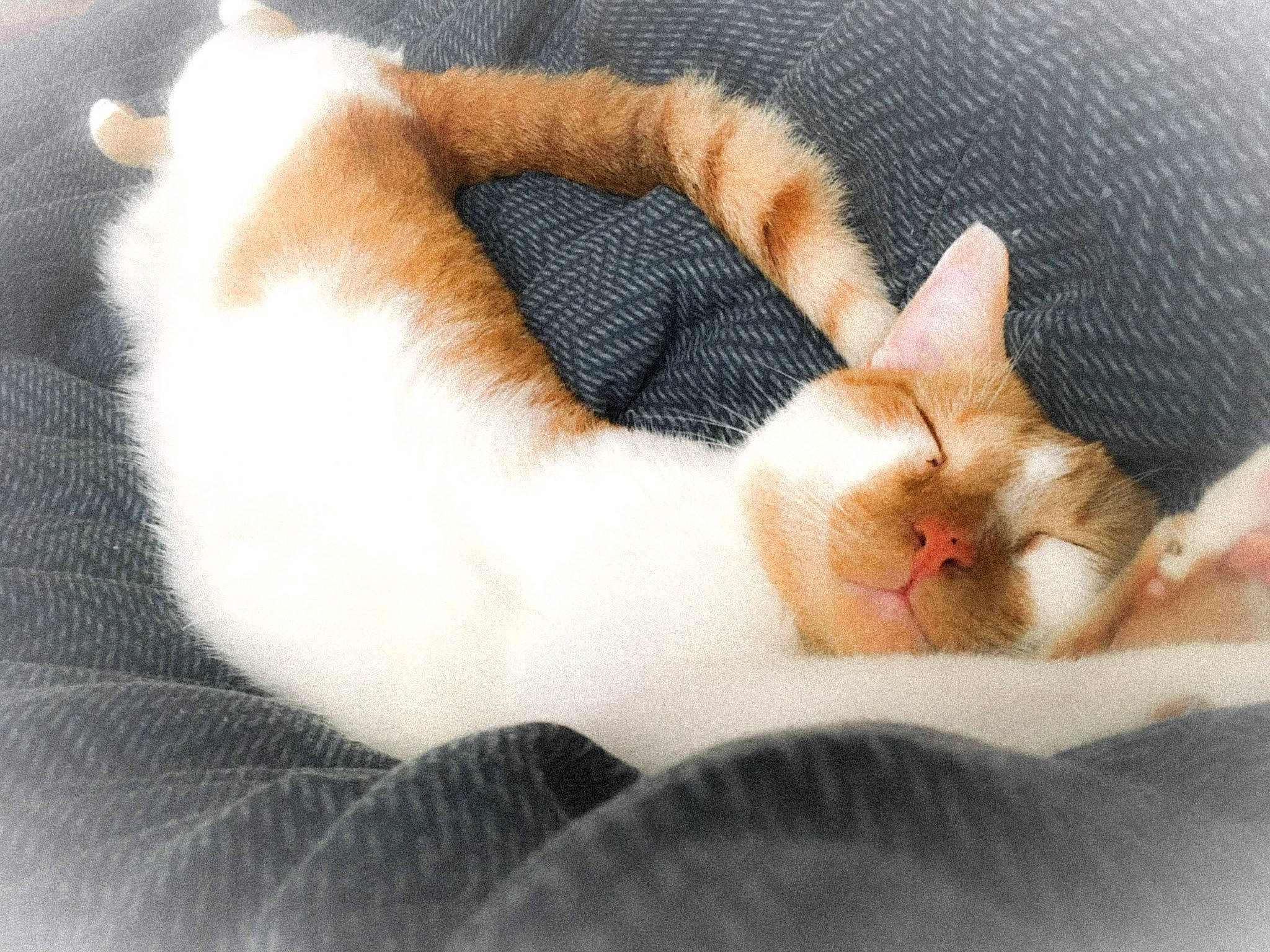 Waffle joined the competition — help win amazing prizes! blanket, carnivore, cat, cat_bed, cat_supply, claw, comfort, domestic_short_haired_cat, fawn, felidae, fur, linens, nap, paw, sleep, small_to_medium_sized_cats, snout, tail, thread, whiskers