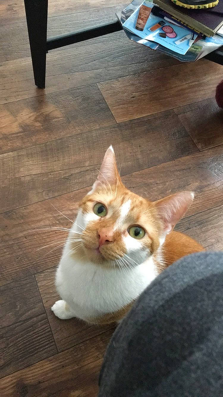 Waffle is registered to the contest to win money with this photo: carnivore, cat, domestic_short_haired_cat, fawn, felidae, floor, flooring, fur, hardwood, laminate_flooring, plank, small_to_medium_sized_cats, snout, tail, varnish, whiskers, window, wood, wood_flooring, wood_stain