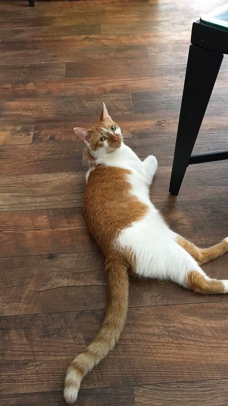 Waffle joined the competition — help win amazing prizes! carnivore, cat, claw, domestic_short_haired_cat, fawn, felidae, floor, flooring, foot, fur, hardwood, human_leg, paw, small_to_medium_sized_cats, snout, tail, tints_and_shades, whiskers, window, wood